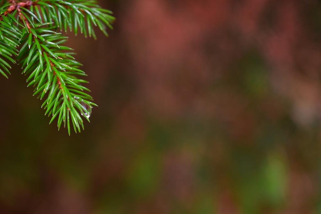 2018-11 Scotland/Foyers/DSC_7584.JPG